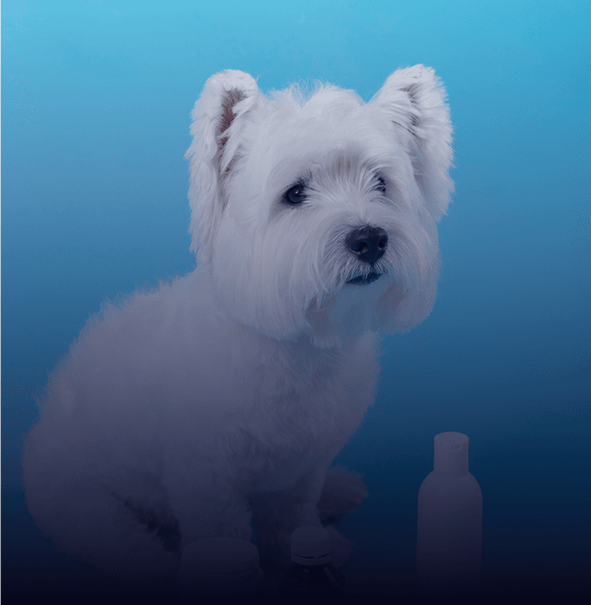 Pet Medications